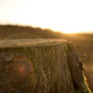 Ergonomic Office Chair