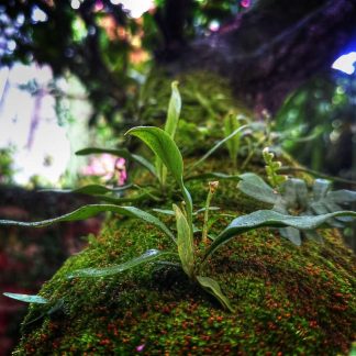 Baseball Cap Classic